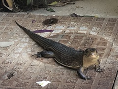 Broadleysaurus major