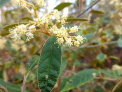 Pomaderris intermedia