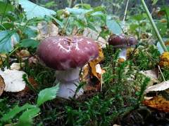Cortinarius praestans