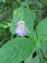 Impatiens furcillata