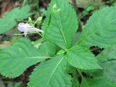 Impatiens furcillata