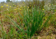 Trachyandra chlamydophylla