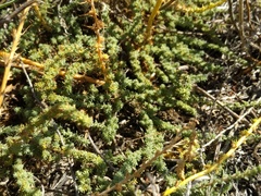 Camphorosma monspeliaca