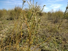 Camphorosma monspeliaca