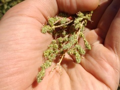 Camphorosma monspeliaca