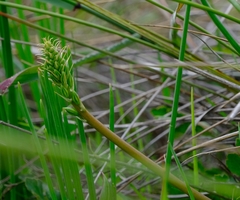 Trachyandra chlamydophylla