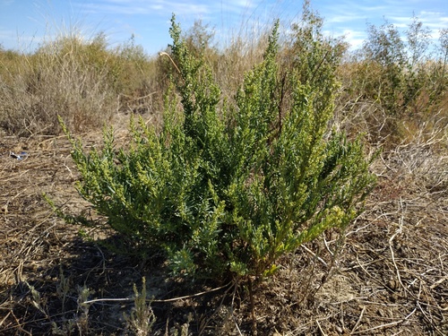 Suaeda linifolia