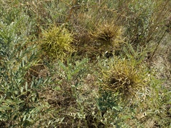 Sophora alopecuroides