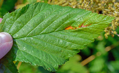 Triphragmium ulmariae