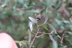 Grevillea diffusa