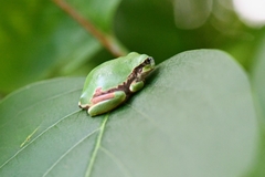 Hyla japonica
