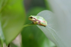 Hyla japonica