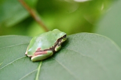 Hyla japonica