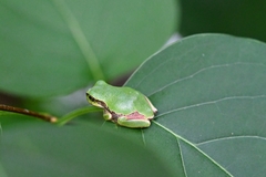 Hyla japonica