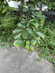 Millettia