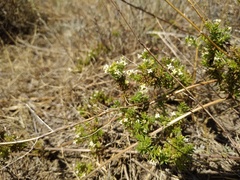 Galium humifusum