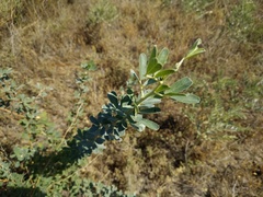 Halimodendron halodendron