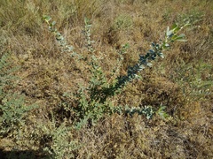 Halimodendron halodendron