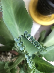 Kalanchoe