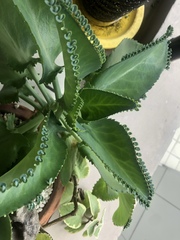 Kalanchoe