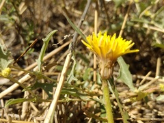 Taraxacum bessarabicum