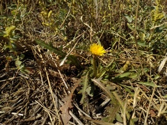 Taraxacum bessarabicum