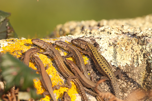 Bocage's Wall Lizard