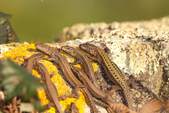 Bocage's Wall Lizard photo 5