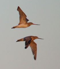Limosa lapponica