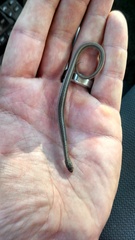 Tropidoclonion lineatum