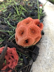 Clathrus crispus