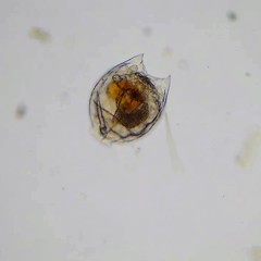 Lecane lamellata