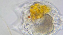 Lecane lamellata