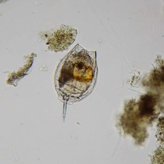 Lecane lamellata
