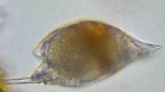 Lecane lamellata