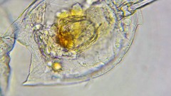 Lecane lamellata