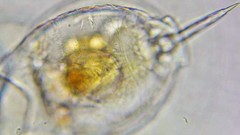 Lecane lamellata