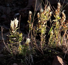 Castilleja pallida
