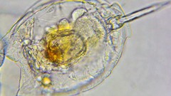 Lecane lamellata
