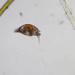 Lecane lamellata