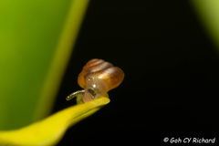 Euconulidae