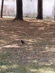 Turdus merula