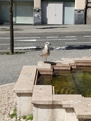 Larus
