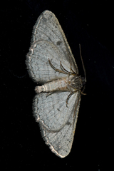 Psilosticha loxoschema