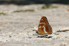 Limenitis moltrechti