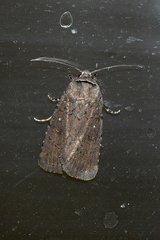 Proteuxoa leucosticta