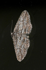 Psilosticha loxoschema