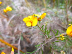 Pultenaea mollis