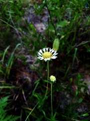 Gaillardia aestivalis winkleri