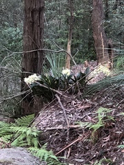 Dendrobium speciosum speciosum